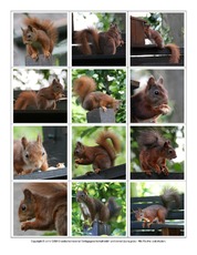 Eichhörnchen-Fotos-Memo-Aufdeckspiel-1.pdf